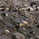 Maroco 20080426_2747