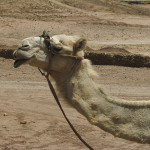 Maroco 20080429_2826
