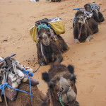 Maroco 20080501_3068